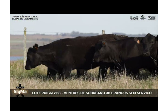 foto do lote 
